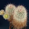 Echinocereus_russanthus